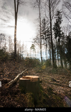 Baumstumpf und die Sonne in der Mitte des Waldes Stockfoto