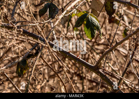 Bush von Stacheln in der Mitte des Waldes Stockfoto