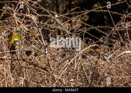 Bush von Stacheln in der Mitte des Waldes Stockfoto