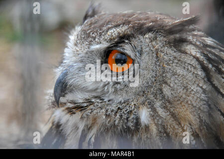 Nach Uhu (Bubo bubo) in einer Scheune. Bei Schluhuwanapark, Schwarzwald, Deutschland fotografiert. Stockfoto