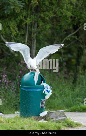 Single Silbermöwe Larus argentatus ziehen Müll raus bin in einem Parkplatz mit ausgebreiteten Flügeln, Anglesey, Wales, Großbritannien Stockfoto