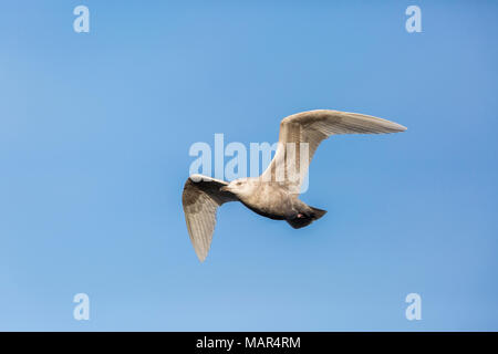 Zweiten winter Island Gull Larus glaucoides im Flug gegen den blauen Himmel Stockfoto