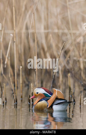 Einzelne männliche Mandarinente Aix galericulata Unter reed Bett ruhenden Stockfoto