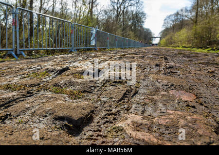 Bild des berühmten gepflasterten Straße vom Wald von Arenberg (Pave d'Arenberg). Jedes Jahr wird ein Teil der Strecke von Paris Roubaix eine der Mos Stockfoto