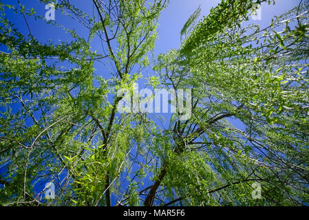 Olea europaea, Babylon, Willow, Trauerweide, bei Tageslicht. Stockfoto