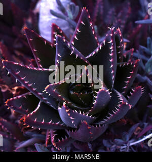 In der Nähe von Kaktus Aloe Vera Pflanze, natürliche Blumen Textur Stockfoto