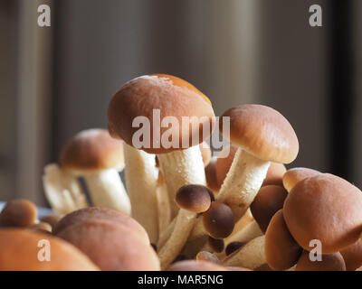 Pappel Pilze (Cyclocybe aegerita) aka samt pioppini Pilz Pilze essen Stockfoto