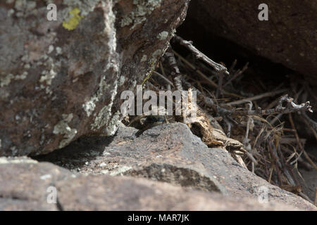 Prairie Lizard (Sceloporus consobrinus) von Jefferson County, Colorado, USA. Stockfoto