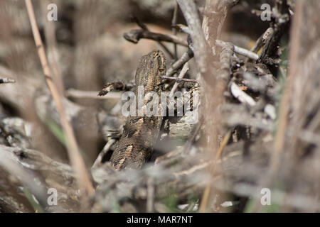 Prairie Lizard (Sceloporus consobrinus) von Jefferson County, Colorado, USA. Stockfoto