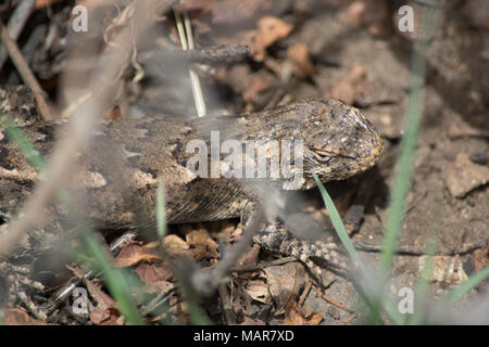 Prairie Lizard (Sceloporus consobrinus) von Jefferson County, Colorado, USA. Stockfoto