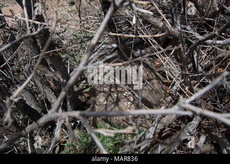 Prairie Lizard (Sceloporus consobrinus) von Jefferson County, Colorado, USA. Stockfoto