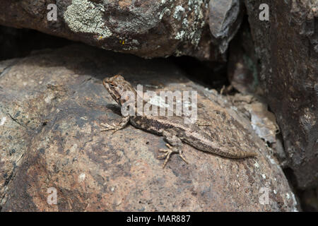 Prairie Lizard (Sceloporus consobrinus) von Jefferson County, Colorado, USA. Stockfoto