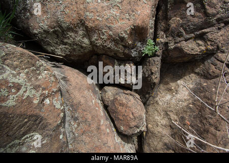 Prairie Lizard (Sceloporus consobrinus) von Jefferson County, Colorado, USA. Stockfoto