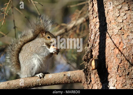 Östlichen Eichhörnchen sitzt auf einem Ast Essen einer Mutter Stockfoto