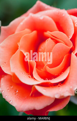 In der Nähe von Orange Livin' einfach Floribunda rose. Stockfoto