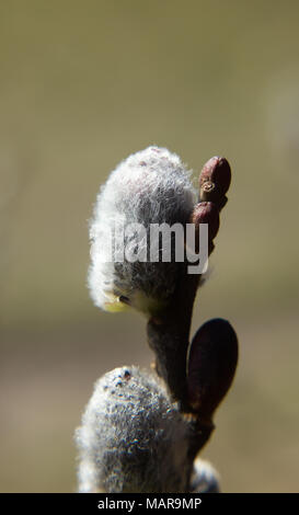 Detail Der erste Frühling palmkätzchen auf dem Zweig Stockfoto