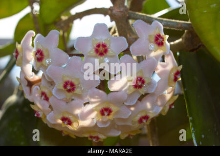 Detail Makro von Blumen eines Wachs im Sonnenschein. Stockfoto