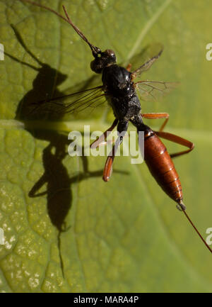 Detail der Dolichomitus dux im Garten auf einem grünen Blatt Stockfoto