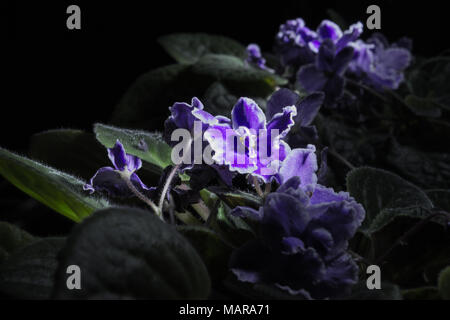 African Violet im Dunkeln mit Reflexion im Spiegel, eine lange Belichtung Foto. Stockfoto