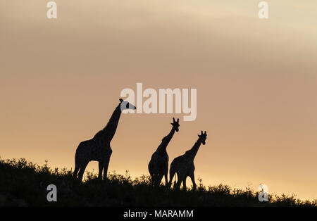 Südlichen Giraffe (Giraffa Giraffa). Drei Männer im Morgengrauen, zwei Kämpfe Stockfoto