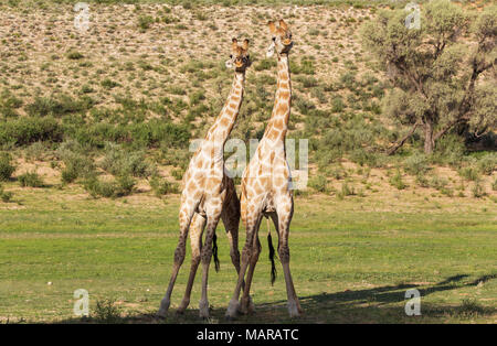 Südliche Giraffe (Giraffa giraffa). Kampf gegen die Männer. Stockfoto