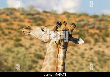 Südliche Giraffe (Giraffa giraffa). Kampf gegen die Männer. Stockfoto