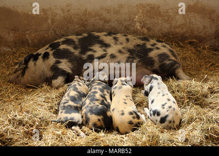 Hausschwein, Turopolje x?. Sow säugende Ferkel (6 Wochen alt). Deutschland Stockfoto