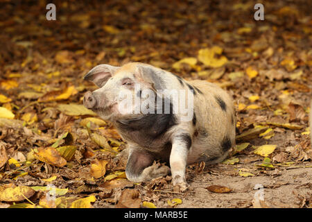 Hausschwein, Turopolje x?. Ferkel (5 Wochen alt) sitzen in Leaf litter. Deutschland Stockfoto