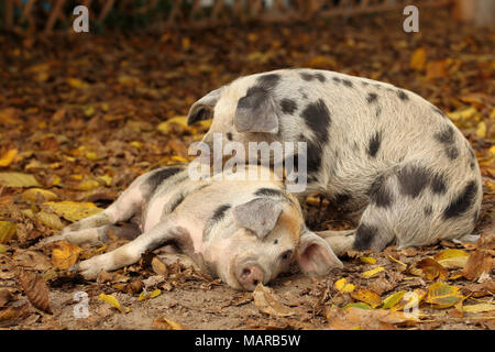 Hausschwein, Turopolje x?. Zwei Ferkel (5 Wochen alt) in Leaf litter. Deutschland Stockfoto