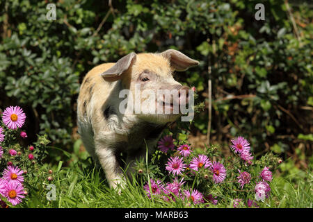 Hausschwein, Turopolje x?. Ferkel (5 Wochen alt) Wandern in blühenden Buschige Aster. Deutschland Stockfoto