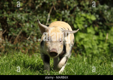 Hausschwein, Turopolje x?. Ferkel (5 Wochen alt) läuft im Gras. Deutschland Stockfoto