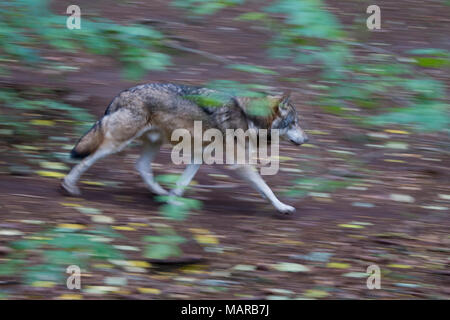 Europäische Wolf (Canis lupus). Erwachsenen in einem Wald im Herbst, auf der Flucht. Deutschland Stockfoto