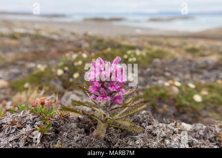 Wooly Lousewort, Hummel Blume (Entfernen lanata), Blüte. Svalbard Stockfoto