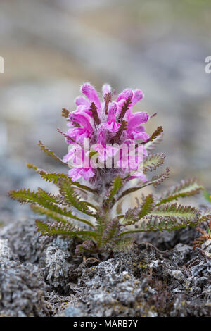 Wooly Lousewort, Hummel Blume (Entfernen lanata), Blüte. Svalbard Stockfoto