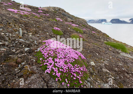 Kissen Rosa, Moss Campion (Silene acaulis). Blühende Pflanze zwischen den Kieselsteinen. Svalbard Stockfoto