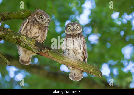 Steinkauz (Athene noctua). Zwei junge auf einem Ast sitzend. Deutschland Stockfoto