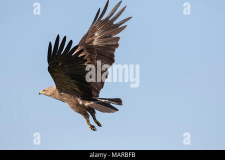 Schreiadler (Aquila pomarina). Erwachsener im Flug. Deutschland Stockfoto