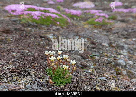 Getuftete Alpine Steinbrech, Getuftet Steinbrech (Saxifraga cespitosa) und Kissen Rosa, Moss Campion (Silene acaulis) Blüte in der Tundra. Svalbard Stockfoto