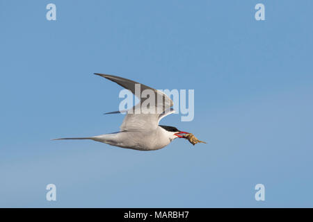 Küstenseeschwalbe (Sterna Paradisaea). Erwachsener im Flug mit Krabben Beute im Schnabel. Deutschland Stockfoto