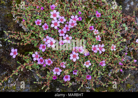 Lila Steinbrech (Saxifraga oppositifolia), Blüte. Svalbard Stockfoto