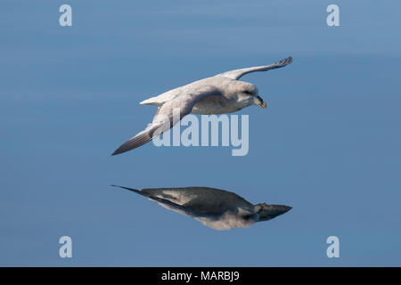 Northern Eissturmvogel (Fulmarus glacialis). Erwachsener im Flug über das Meer. Svalbard Stockfoto