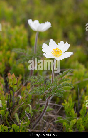 Weiß Pasque flower, subspec. (Pulsatilla alpina Subsp alba) Blühende am Berg Brocken. Nationalpark Harz, Sachsen-Anhalt, Deutschland Stockfoto