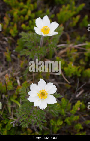 Weiß Pasque flower, subspec. (Pulsatilla alpina Subsp alba) Blühende am Berg Brocken. Nationalpark Harz, Sachsen-Anhalt, Deutschland Stockfoto