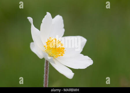 Weiß Pasque flower, subspec. (Pulsatilla alpina Subsp alba) Blühende am Berg Brocken. Nationalpark Harz, Sachsen-Anhalt, Deutschland Stockfoto