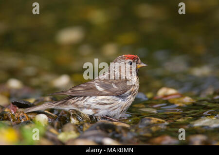 Common Redpoll (Carduelis flammea, Acanthis flammea). Weibliche neben Wasser. Deutschland Stockfoto