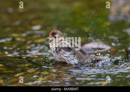 Common Redpoll (Carduelis flammea, Acanthis flammea). Frau in der Badewanne. Deutschland Stockfoto