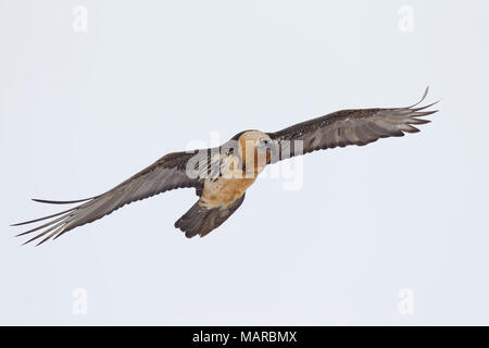 Lämmergeier, Bartgeier (Gypaetus Barbatus). Erwachsener im Flug. Italien Stockfoto