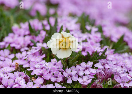 Berg Avens (Dryas octopetala) und Kissen Rosa, Moss Campion (Silene acaulis)., Blüte. Svalbard, Norwegen Stockfoto