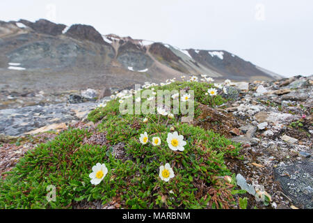 Berg Avens (Dryas octopetala), Blüte. Svalbard, Norwegen Stockfoto