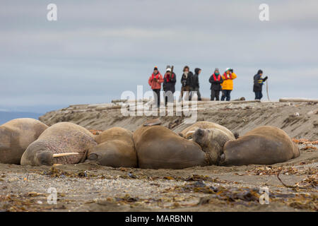 Atlantischen Walross (Odobenus rosmarus). Touristen, die Bilder von walrusses auf einem Strand. Svalbard, Norwegen Stockfoto